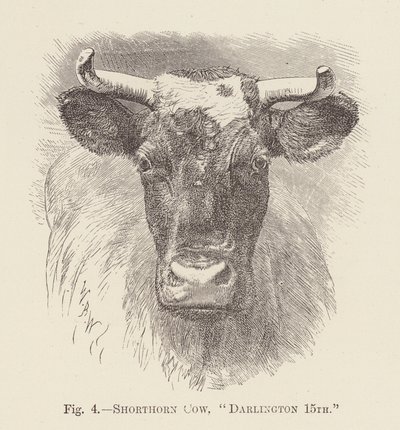 Shorthornko, "Darlington 15th" (gravyr) av English School