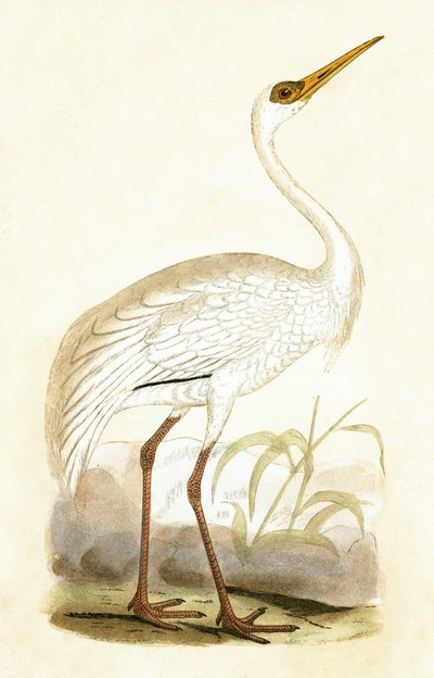 Siberian Crane, illustration från "A History of the Birds of Europe Not Observed in the British Isles" av Charles Robert Bree (1811-86), publicerad 1867 av English School