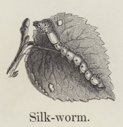 Silkesmask (gravyr) av English School