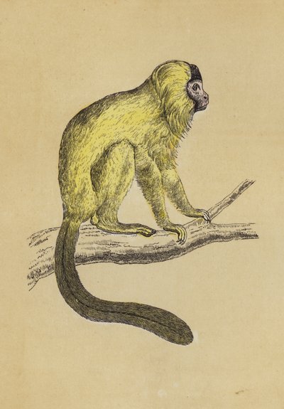 Silky Tamarin (färglitografi) av English School