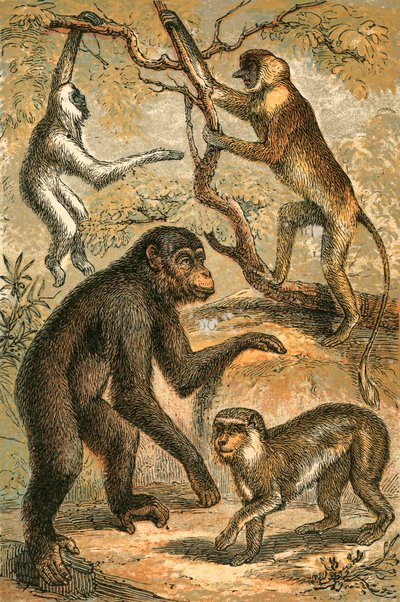 Silverig Gibbon, Snabelapa, Schimpans och Barbaryapa av English School