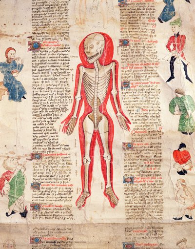 Skelett, från De arte phisicali e de cirugia av John Ardene, 1412 av English School