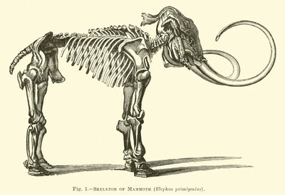 Skelett av mammut, Elephas primigenius av English School