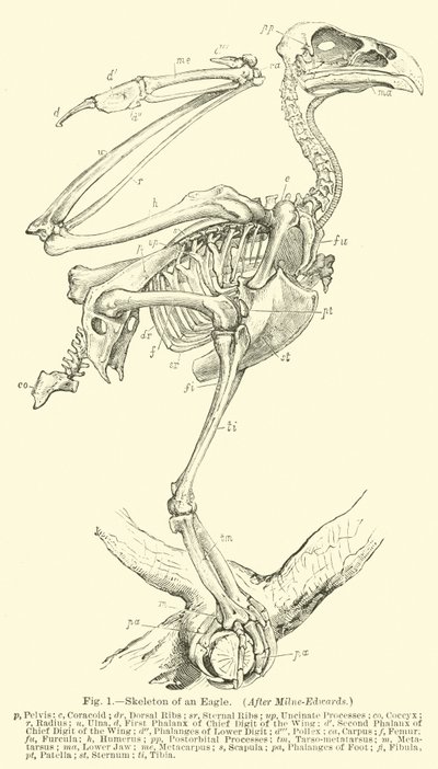Skeleton of an Eagle, efter Milne-Edwards av English School