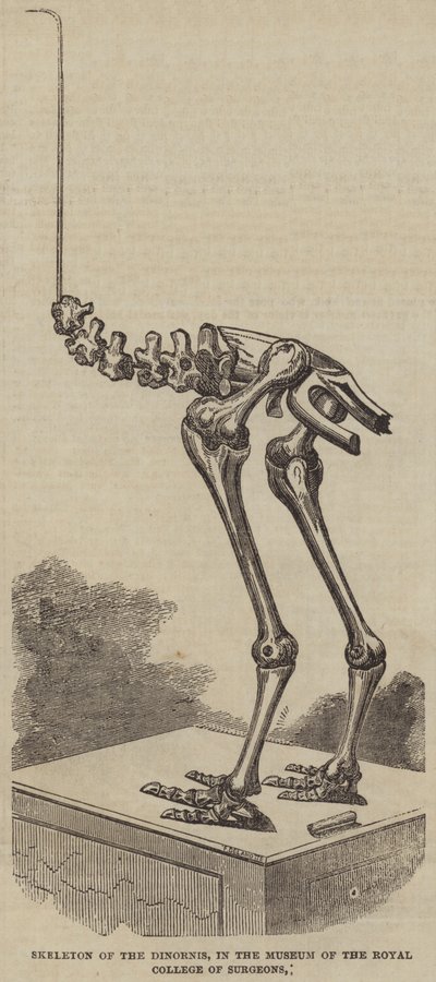 Skelett av Dinornis, i Museum of the Royal College of Surgeons (gravyr) av English School