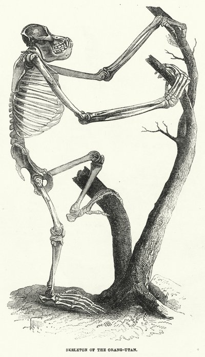 Orang-Utans skelett (gravyr) av English School