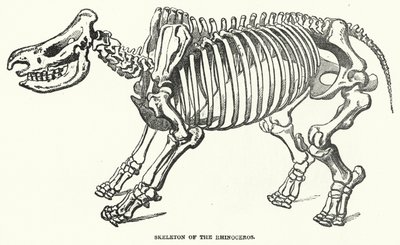 Rhinoceros skelett (gravyr) av English School