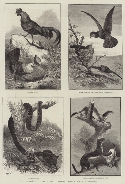Skisser i Natural History Museum, South Kensington (gravyr) av English School