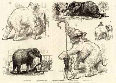 Skisser av Jumbo, den afrikanska elefanten, vid Zoological Gardens av English School