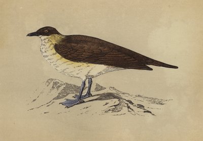 Skua (färglitografi) av English School