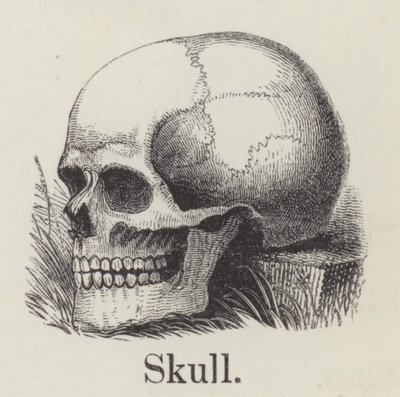 Skalle (gravyr) av English School