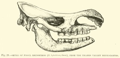 Skull of Fossil Rhinoceros (R leptorhinus, Owen), från Thames Valley Brick-earths av English School