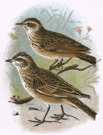 Sky-Lark (nederst) och Wood-Lark (överst) av English School