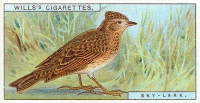 Sky-Lark av English School