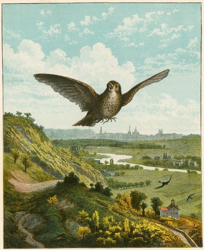 Skylärka av English School