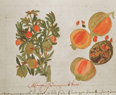 Sloane 4013 f.26 Granatäpplen från 