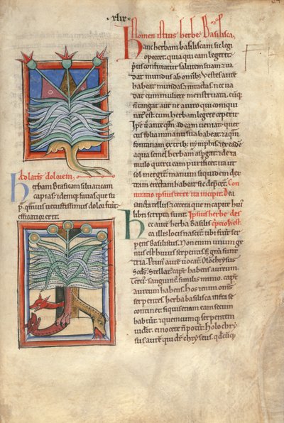 Sloane Ms 1975 fol.48 The Herb Basilica av English School