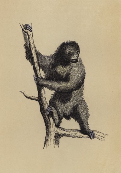 Sloth (färg litho) av English School