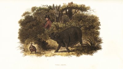 Slampa, den kvinnliga grisen som tränats till att bli en pekhund eller pistolhund av Richard Toomer, viltskötare till Sir Henry Mildmay av English School