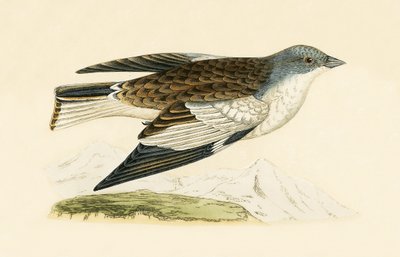 Snow Finch, illustration från "A History of the Birds of Europe Not Observed in the British Isles" av Charles Robert Bree (1811-86), publicerad 1867 av English School