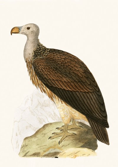 Sociable Vulture, illustration från "A History of the Birds of Europe Not Observed in the British Isles" av Charles Robert Bree (1811-86), publicerad 1867 av English School