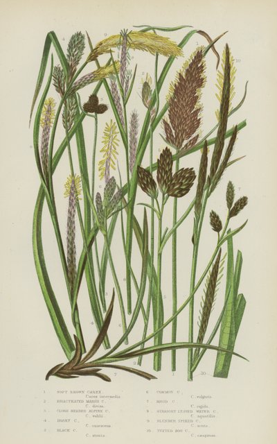 Soft Brown Carex, Bracteated Marsh Carex, Close Headed Alpine Carex, Hoary Carex, Black Carex ... (färg litho) av English School