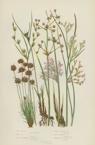 Soft Rush, Hard Rush, Trubbblommigt Jointed Rush, Trebladig Rush, Rundfrukt Rush (färg litho) av English School