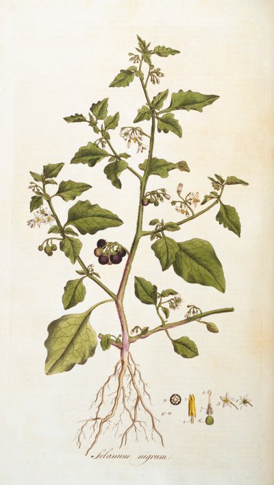 Solanum nigrum [nattskugga], illustration från Flora Londiniensis [Flowers of London] av William Curtis, publicerad 1777-98 (färgstick) av English School