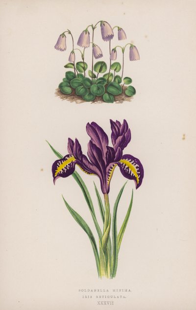 Soldanella Minima; Iris Reticulata (färg litho) av English School