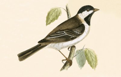 Sombre Tit, illustration från "A History of the Birds of Europe Not Observed in the British Isles" av Charles Robert Bree (1811-86), publicerad 1867 av English School