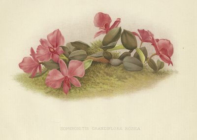 Sophronitis grandiflora rosea av English School