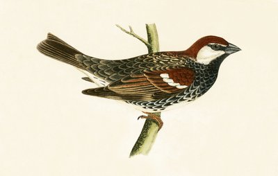 Spanish Sparrow, illustration från "A History of the Birds of Europe Not Observed in the British Isles" av Charles Robert Bree (1811-86), publicerad 1867 av English School