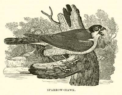 Sparrow-Hawk (gravyr) av English School