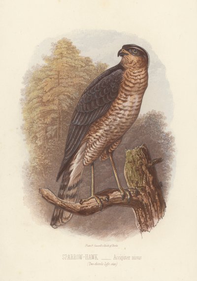 Sparvhök, Accipiter Nisus (färglitografi) av English School