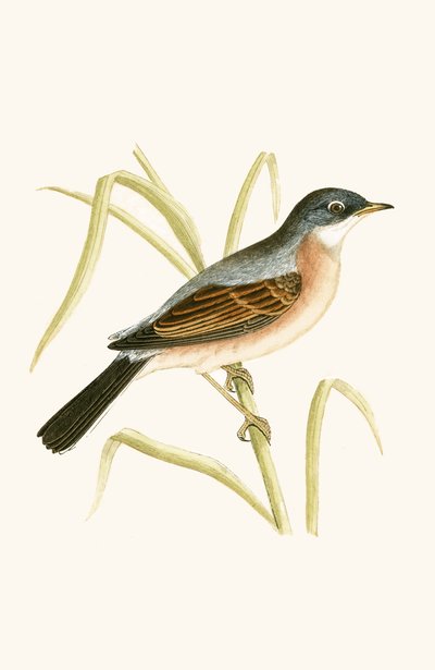 Glasögon sångare, illustration från "A History of the Birds of Europe Not Observed in the British Isles" av Charles Robert Bree (1811-86), publicerad 1867 av English School