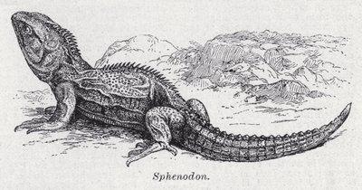 Sphenodon (litho) av English School
