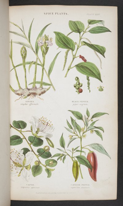 Spice Plants, från "A Manual of Indian Botany" av English School