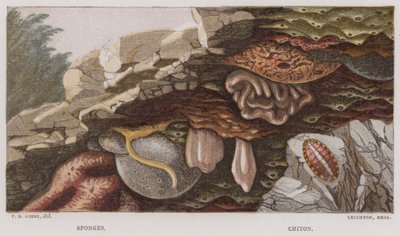 Svampar, Chiton (färglitografi) av English School
