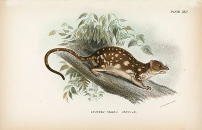 Fläckig stjärtmes av English School