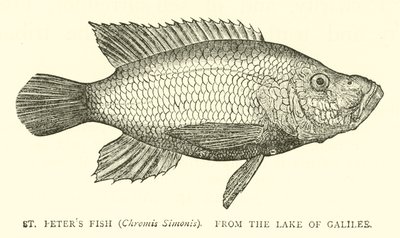 St Peters Fish (Chromis Simonis), från Galileiska sjön av English School