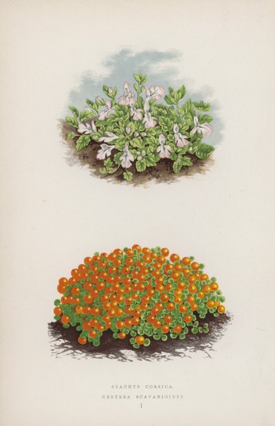 Stacyhysa corsica; Nerthurae scapaniloides (färg litho) av English School