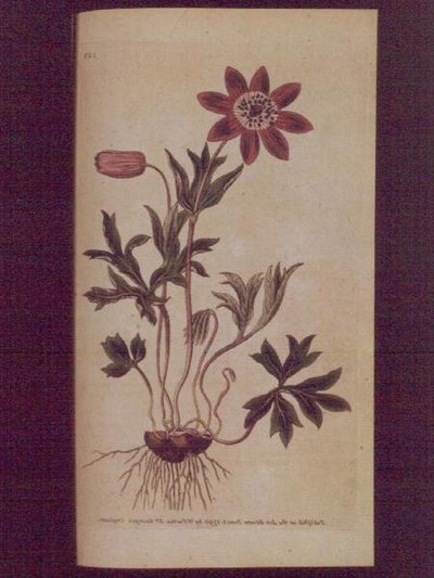 Star Anemone (Anemone hortensis), tallrik 123 från William Curtis 