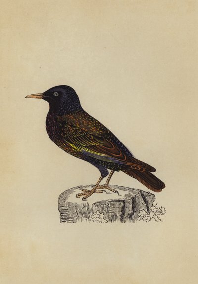 Stare (färg litho) av English School