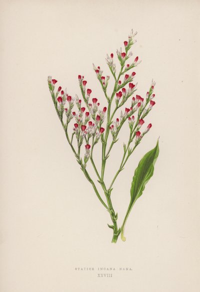 Statice Incana Nana (färg litho) av English School