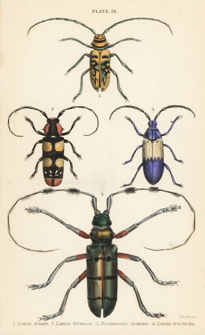 Sternotomis beautiful 1, Tragocephala formosa 2, fläderborre, Desmocerus palliatus 3 och Thysia wallichii 4 av English School