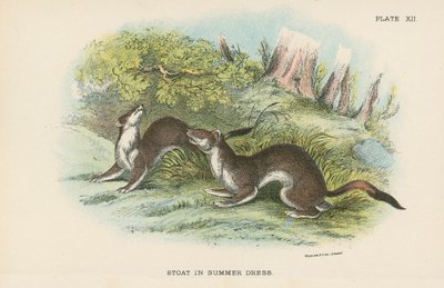 Stoat i sommarklänning av English School