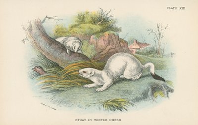 Stoat in Winter Dressswed av English School