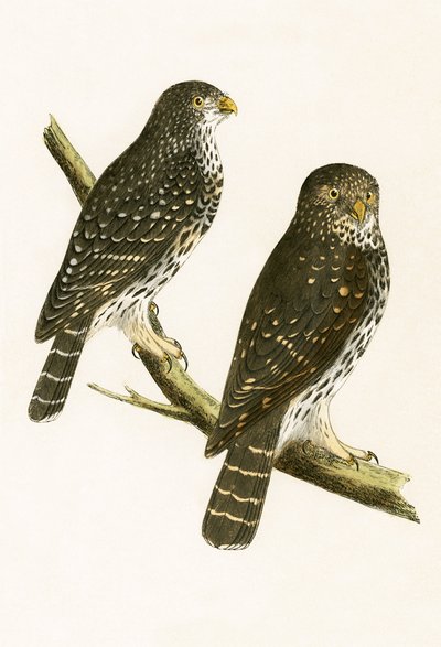 Strix Pusilla, illustration fra 