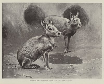 Studier från Life at the Zoological Gardens, Maras eller Patagonian Cavies (litho) av English School