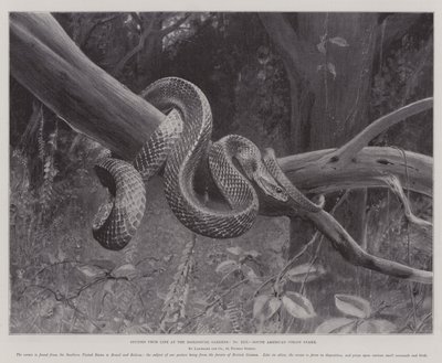 Studier från Life at the Zoological Gardens, South American Corais Snake (litho) av English School
